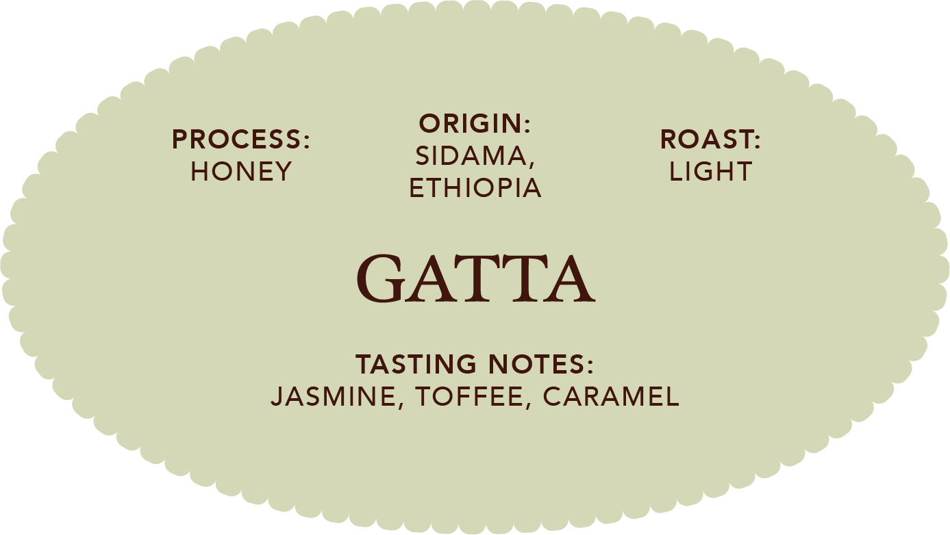 Gatta | Single Origin Coffee