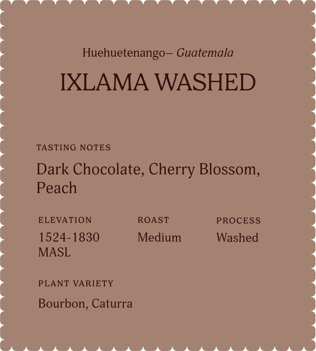 Ixlama Washed | Single Origin Coffee